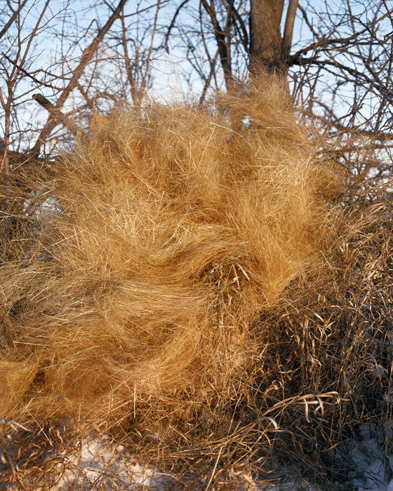 Prairie Grass Swirl