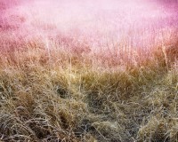 Prairie Grass Leak