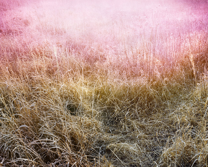 Prairie Grass Leak