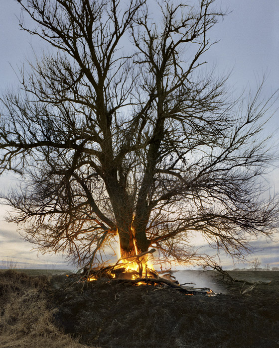 Tree on Fire